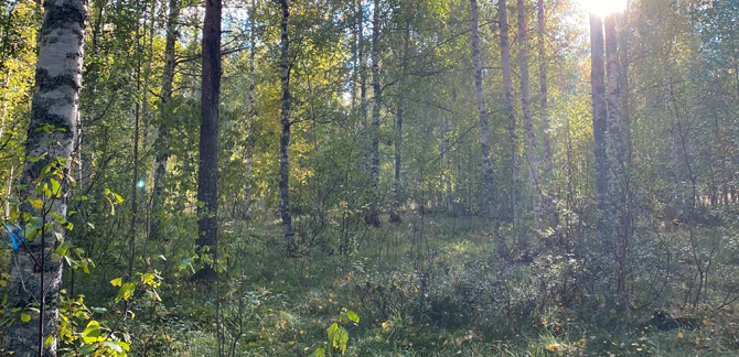Skogsbild. Foto: Ulrika Lagerlöf