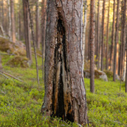Brandlyra eller brandljud på gammal tall. Foto: Frédéric Forsmark/Länsstyrelsen Norrbotten