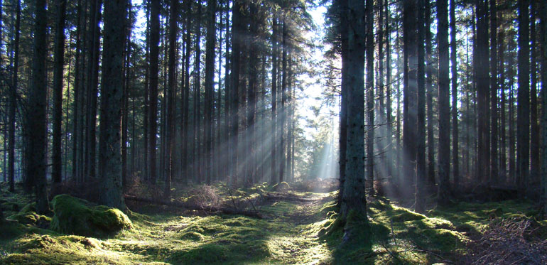 Solens strålar silar sig in i skogen. Foto: Niclas Moberg