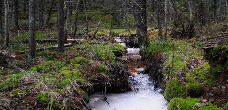 Bäck som rinner genom en skog. Foto: Martin Sjödin