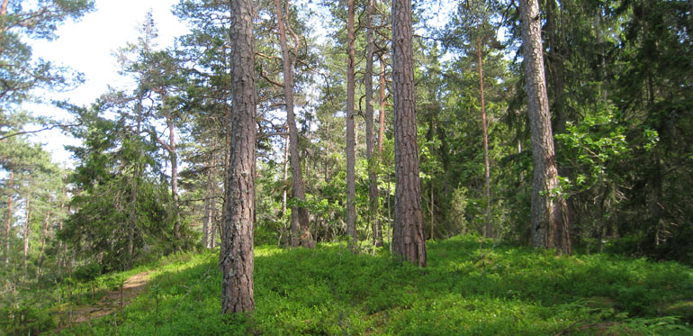 Fältskikt i skog. Foto: Jörg Brunet
