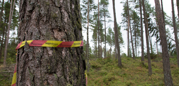 Skogsstyrelsens yta som avverkats med hänsyn till tjädern, enligt artskyddsförordningen. Foto: Ulrika Lagerlöf/Skogssällskapet