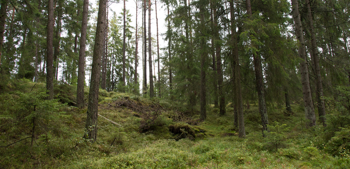 På naturvårdsorganisationernas yta har en kombination av luckhuggning och höggallring använts. Foto: Ulrika Lagerlöf