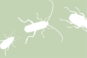 Illustration skalbaggar