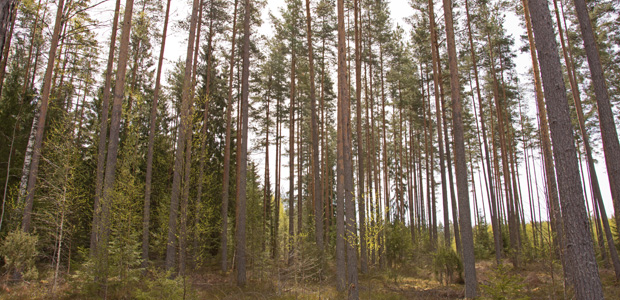 Skogsmark utanför Cesis, centrala Lettland. Foto: Ulrika Lagerlöf