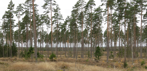Skogen på Attsjö. 