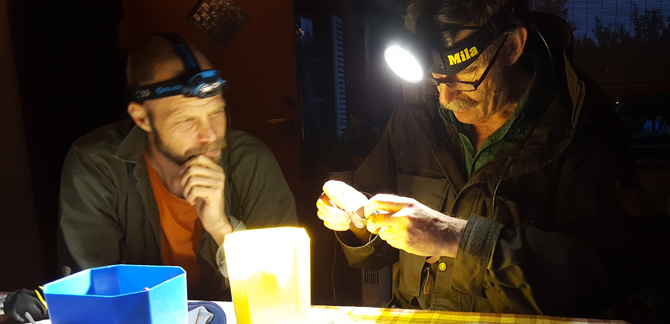 Forskaren Johnny de Jong tillsammans med en kollega, i full färd med att märka fladdermöss. Foto: Maria Nord