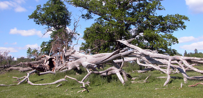 Liggande död ek. Foto: Håkan Tunón